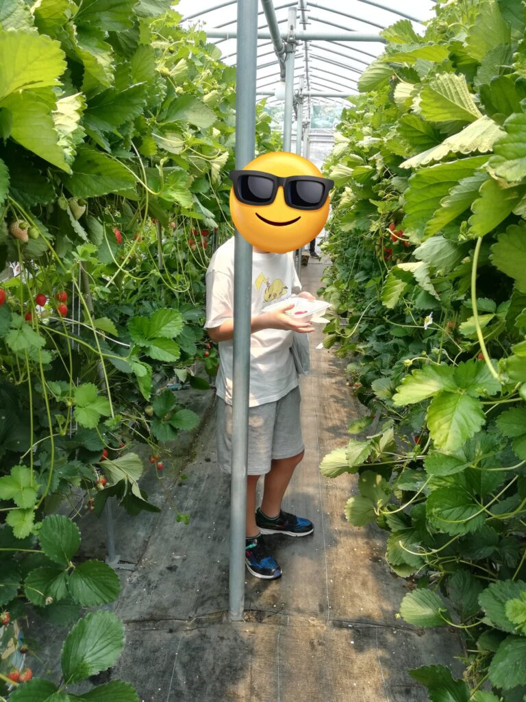 今年もいちご狩りに行ってきました！