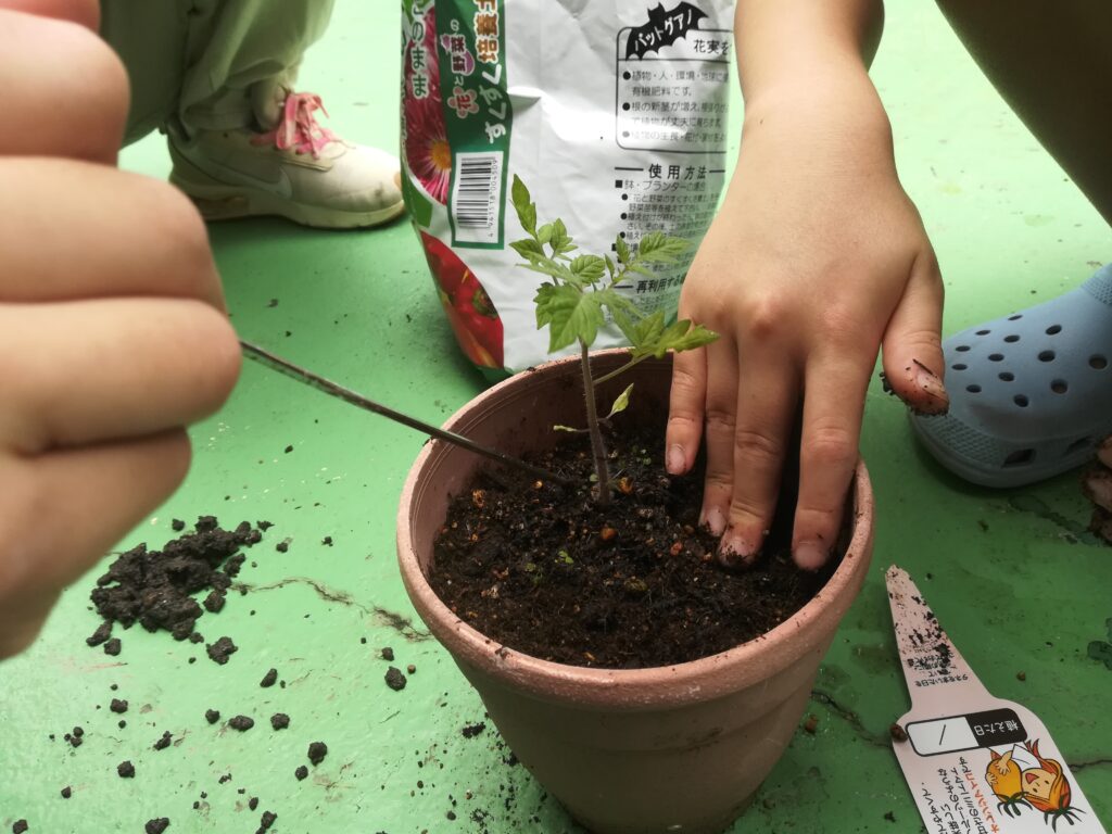 朝顔の種まきとトマトの植え替え