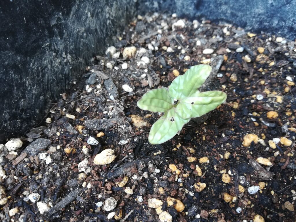 朝顔の芽が出ました！
