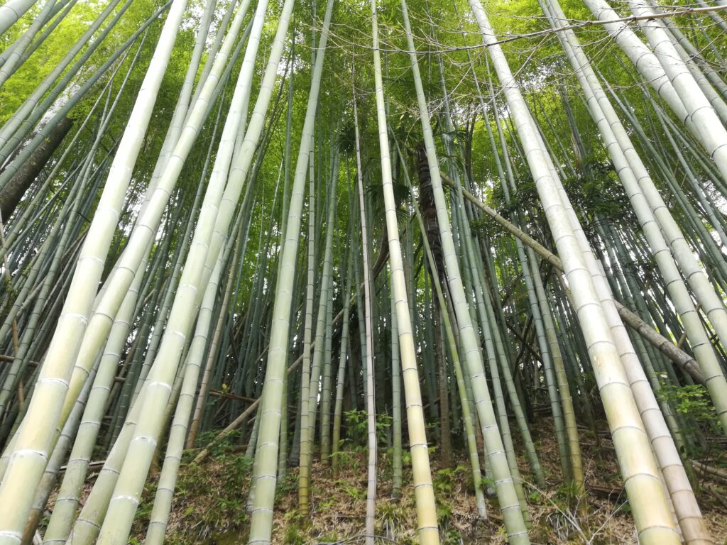 竹取物語（竹を貰いに行っただけ）