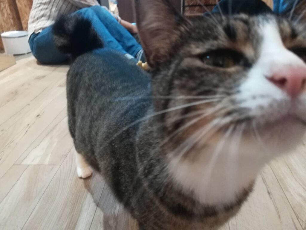 ネコカフェ行ってきました