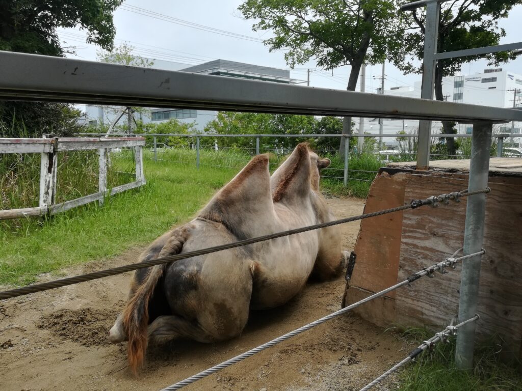 神戸どうぶつ王国へ行ってきました
