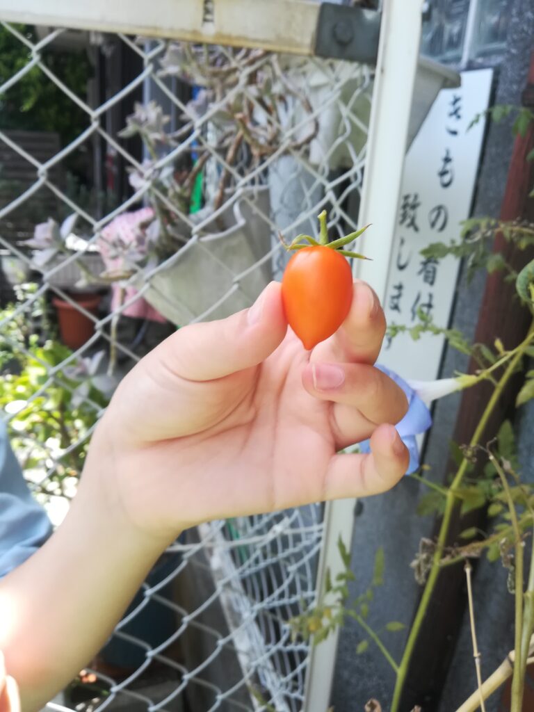 トマト収穫！